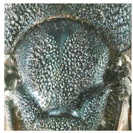   Sirex nigricornis  mesoscutum; photo by H. Goulet, CNC 
